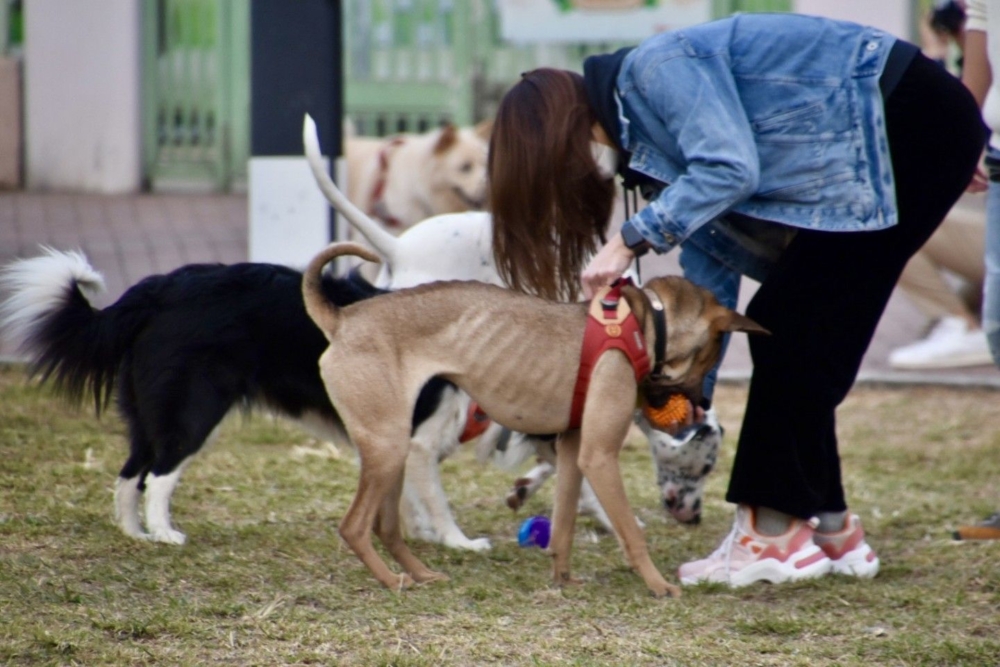 全港最大的狗公園之一。