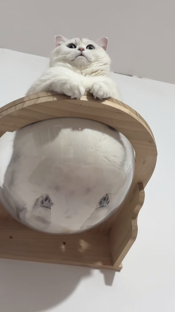 這些年的罐罐不是白吃的～