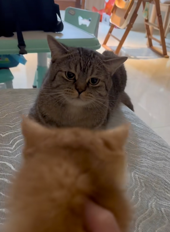主人向牠介紹新成員小貓～