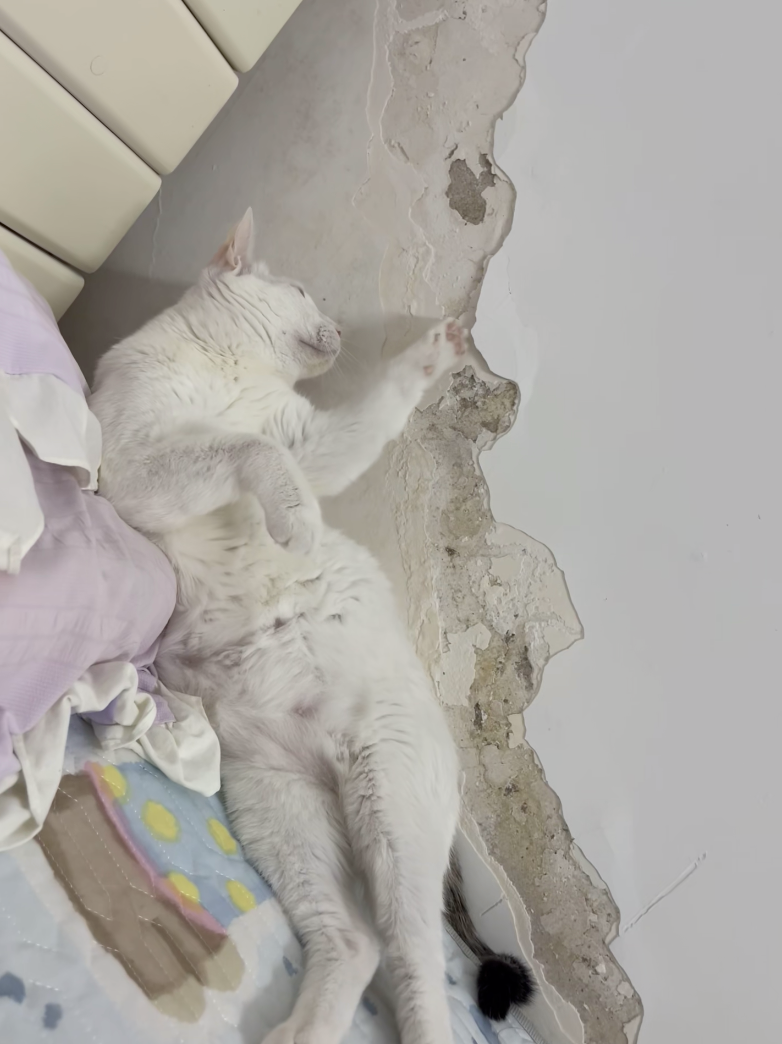 好奇心害死貓聽過沒？