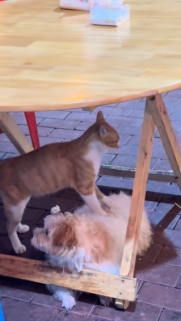 喵：給朕趴好了不要亂動。