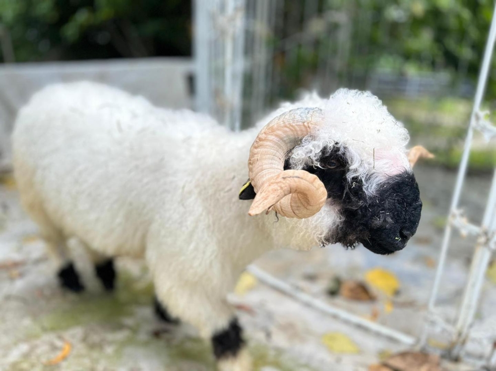 對於習慣與貓狗互動的寵物家庭來說，這些草食性群居動物提供了截然不同的溫柔陪伴與觀察體驗！