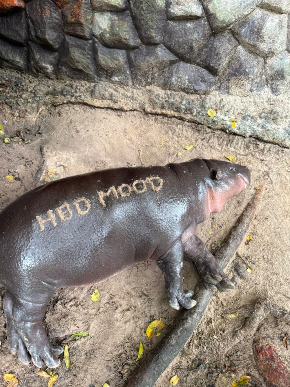 大家來幫Moo Deng慶祝生日啦～