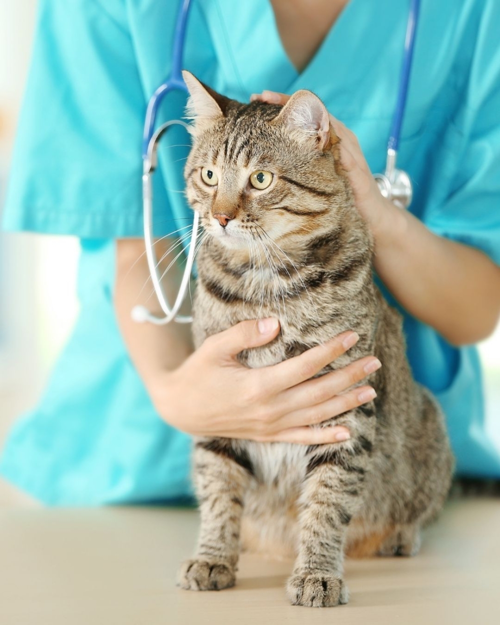 在飼養貓咪的開支結構中，食物（包括乾糧、濕糧和零食）依然占據最大比例。