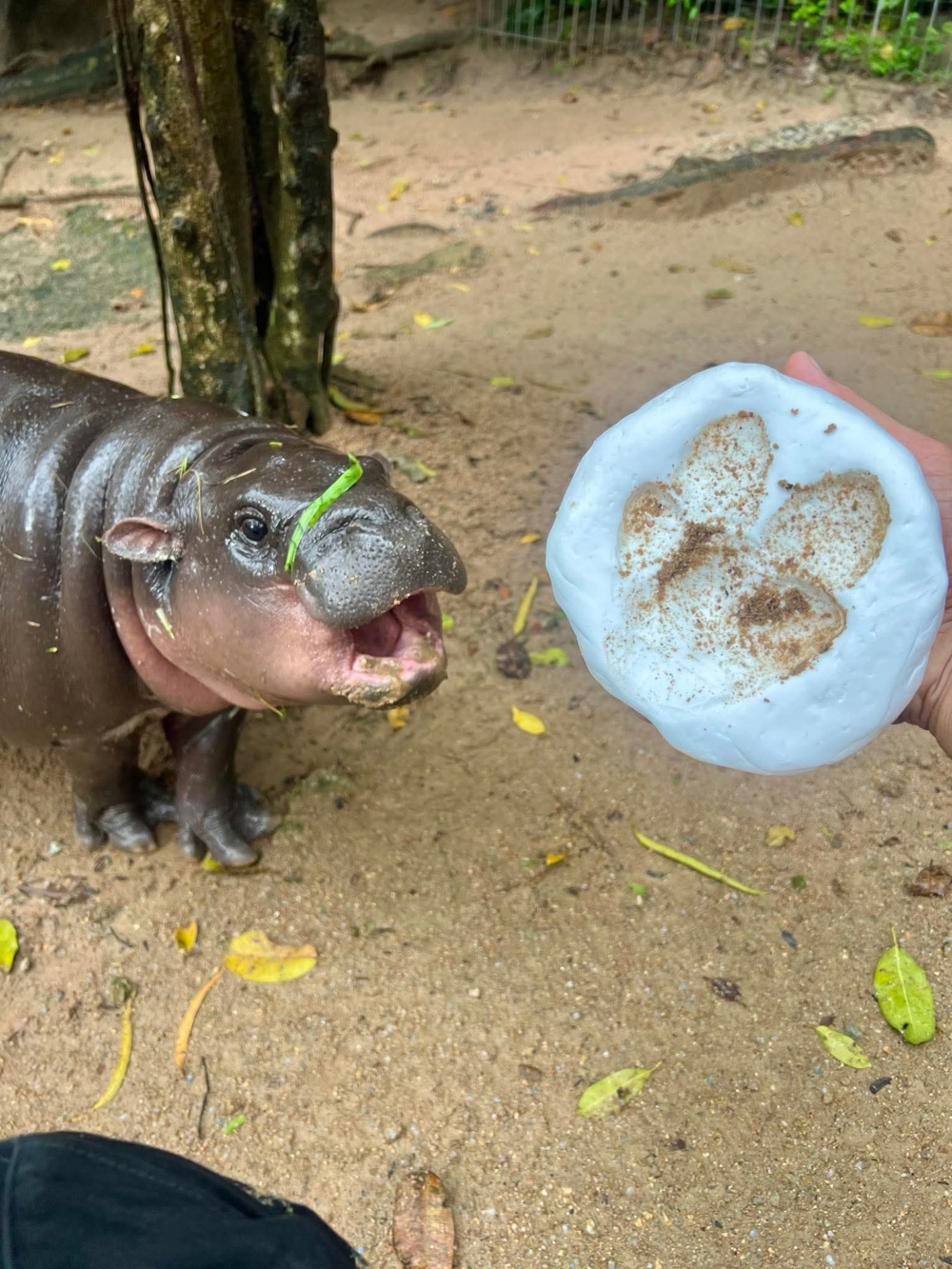 Moo Deng腳印立體模型，最終以超高價約154,000港元（70萬泰銖）拍出！