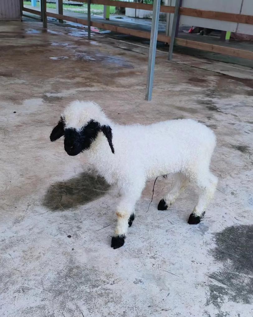 動物友善環境設計。