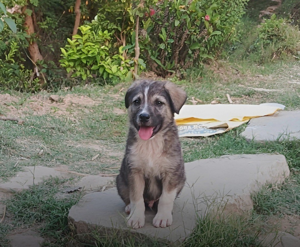 只有5個月大的小狗救了全村人！