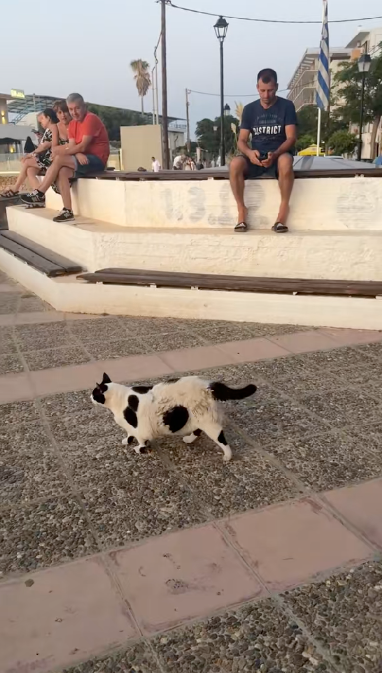 有人甚至從近三千公里外搭飛機，只為一睹這位貓界明星！