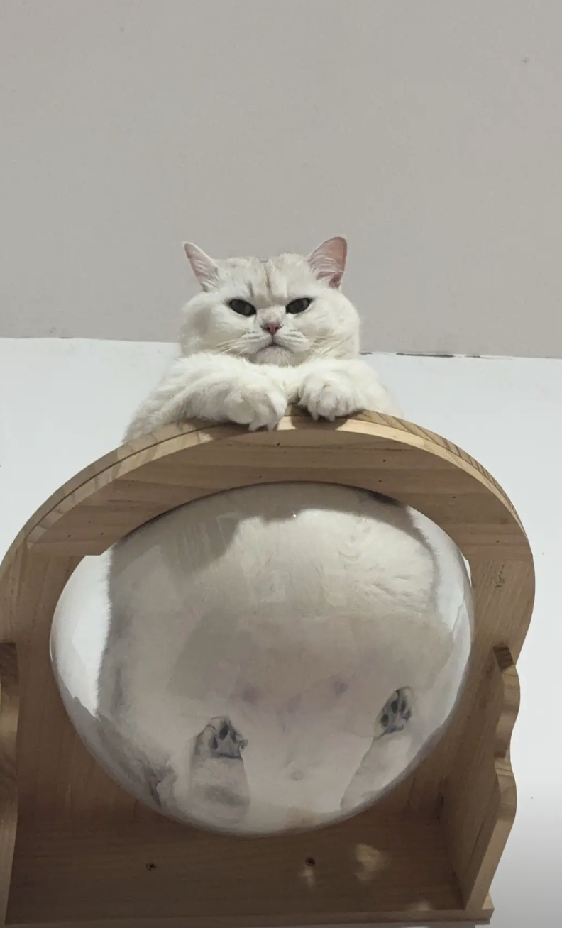 滿滿「一碗貓咪」～