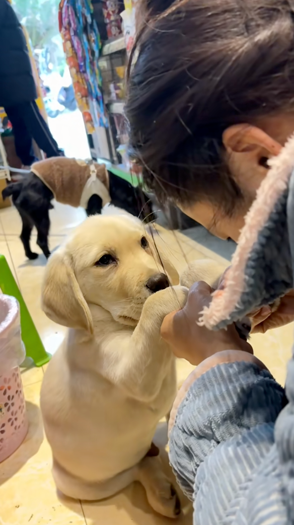 狗狗先是偷偷的看一眼主人。