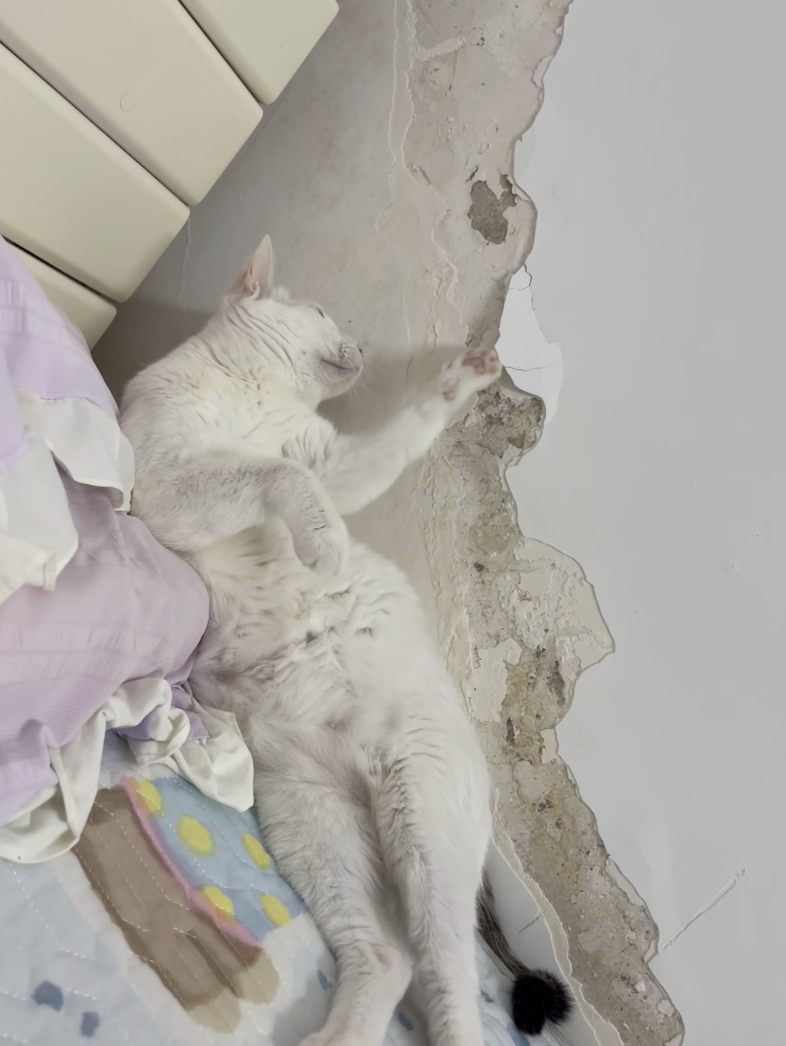 起司片即將「降落」～