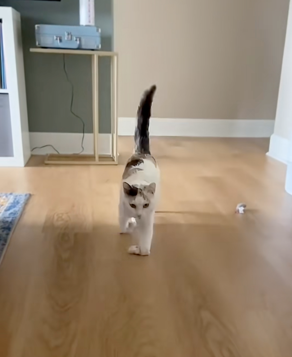 貓咪天生前腿骨折向內彎曲。