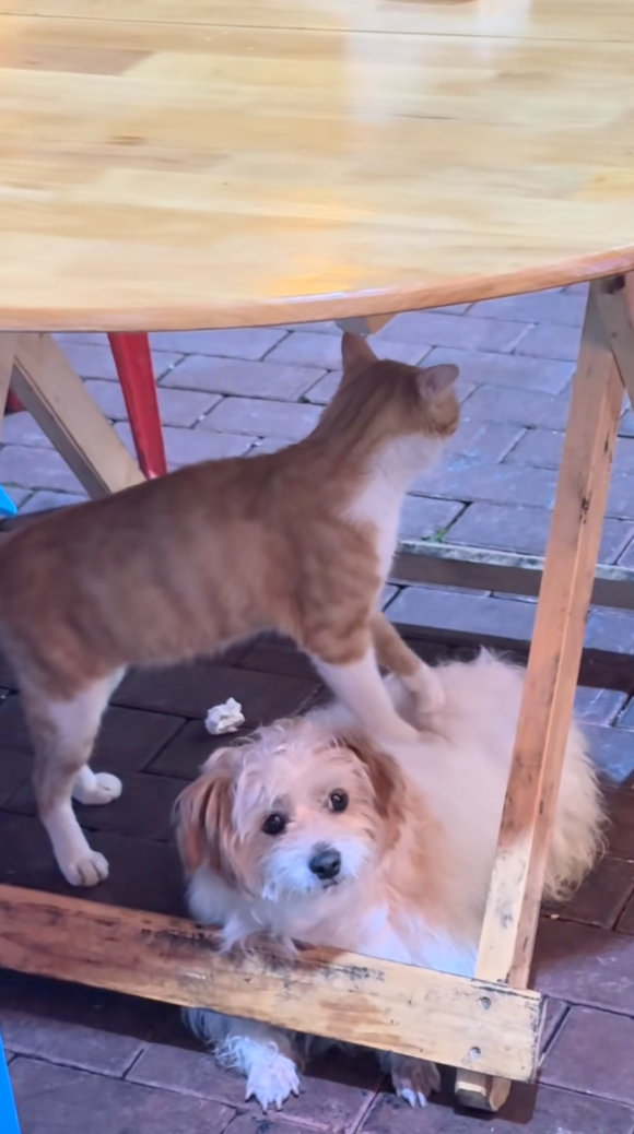 汪：不知道啊～我也沒點按摩師啊～