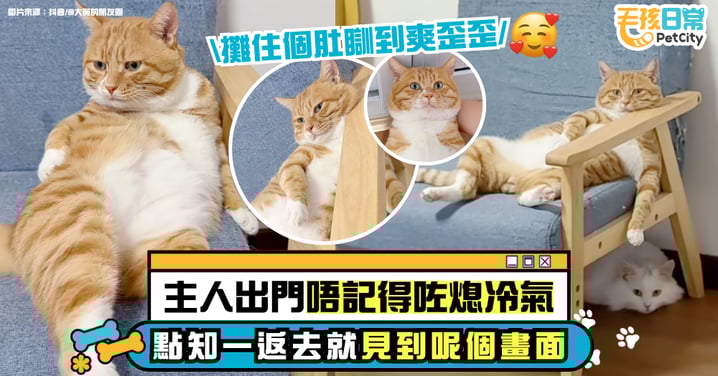 主人忘關冷氣 一開燈見橘貓開肚爽躺：牛馬你回來啦？【有片】