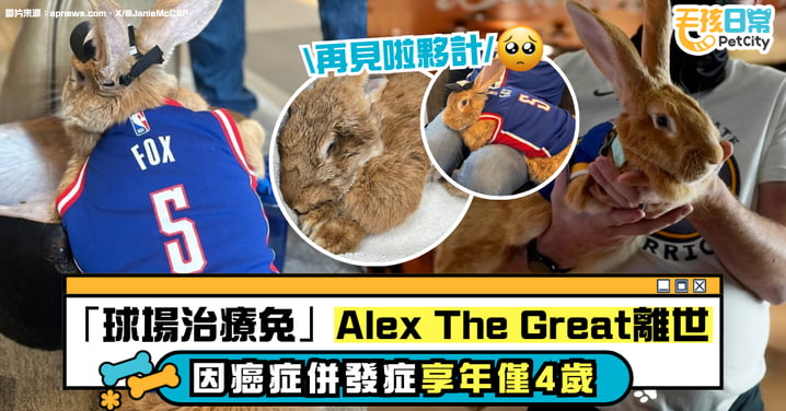 治療兔Alex The Great因癌症併發症去世 享年僅4歲 全球粉絲哀悼！