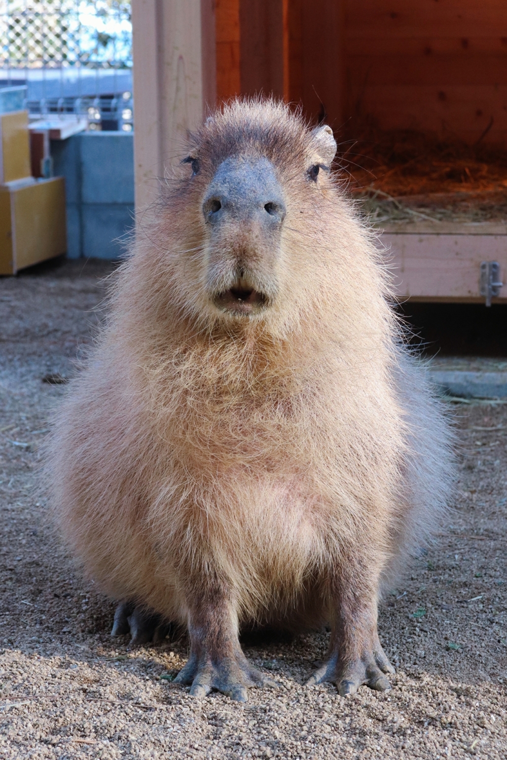 這隻「小海參」太可愛啦!