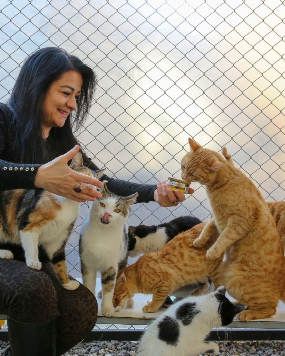 香港養貓市場持續升溫。