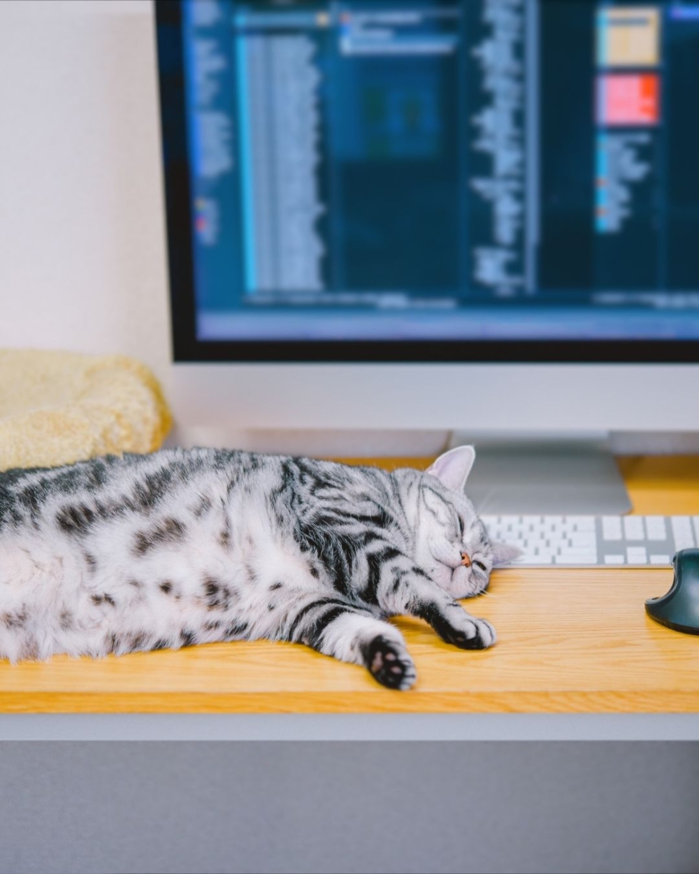 Aviamarket的CEO馬丁諾夫平時工作繁忙，經常加班和出差，他索性將愛貓Jerry帶到辦公室陪伴自己。