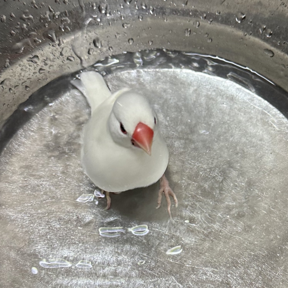 奴才：可能大家以為你被煮了