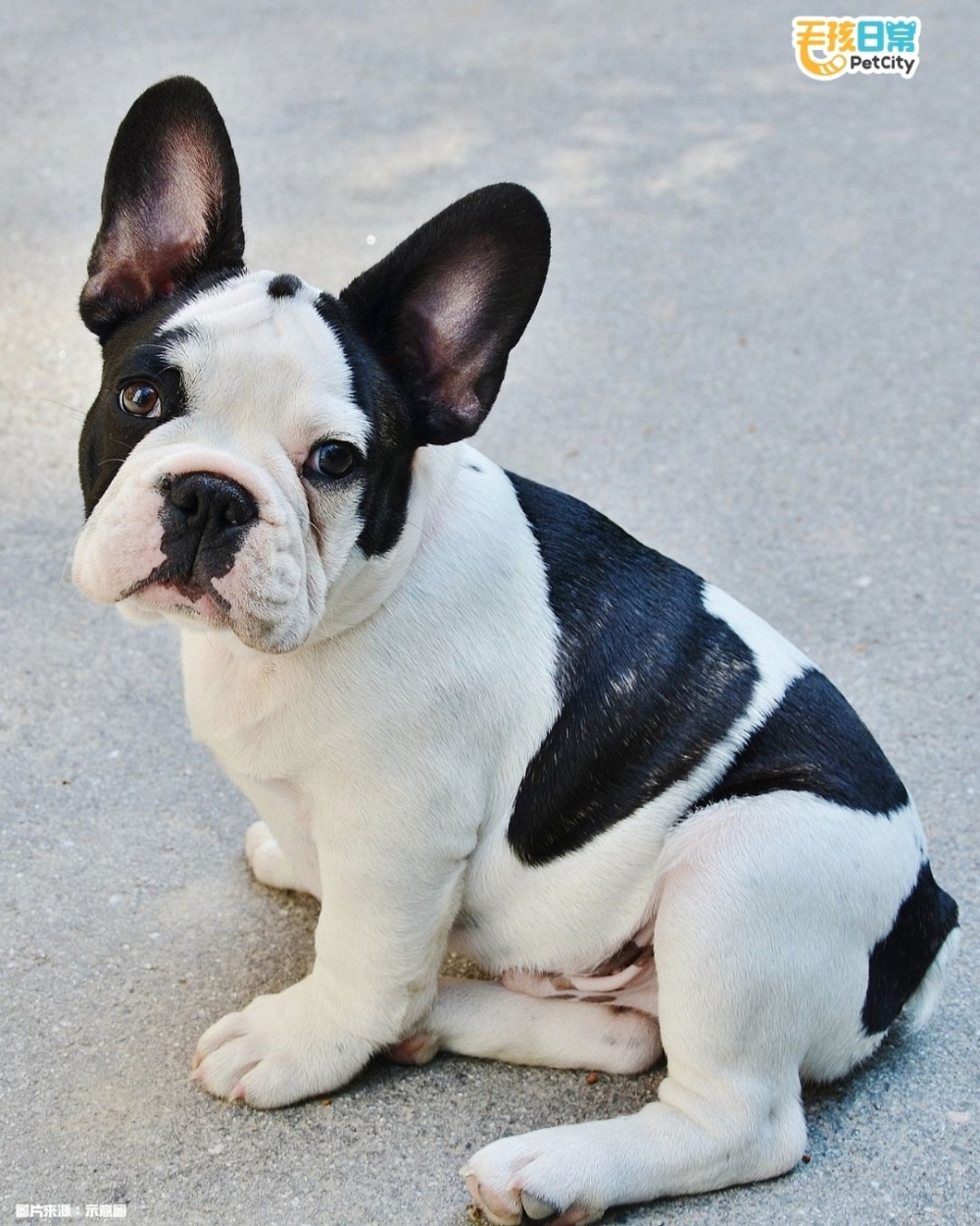 放屁最臭狗狗排行榜Top 10！