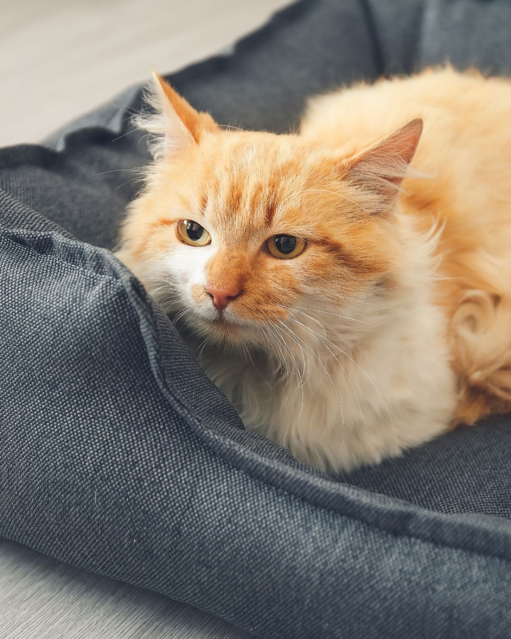 儘管面臨經濟壓力，但港人對寵物健康的投入與重視，顯示出貓咪作為家庭成員的地位愈加突出。