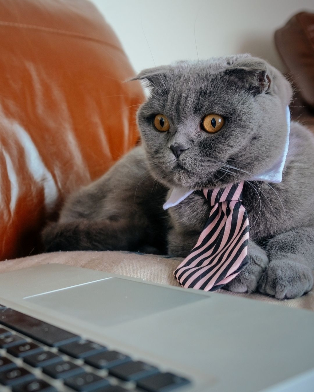 Aviamarket表示，公告發布沒多久就收到超過250份申請，信箱幾乎被履歷灌爆!