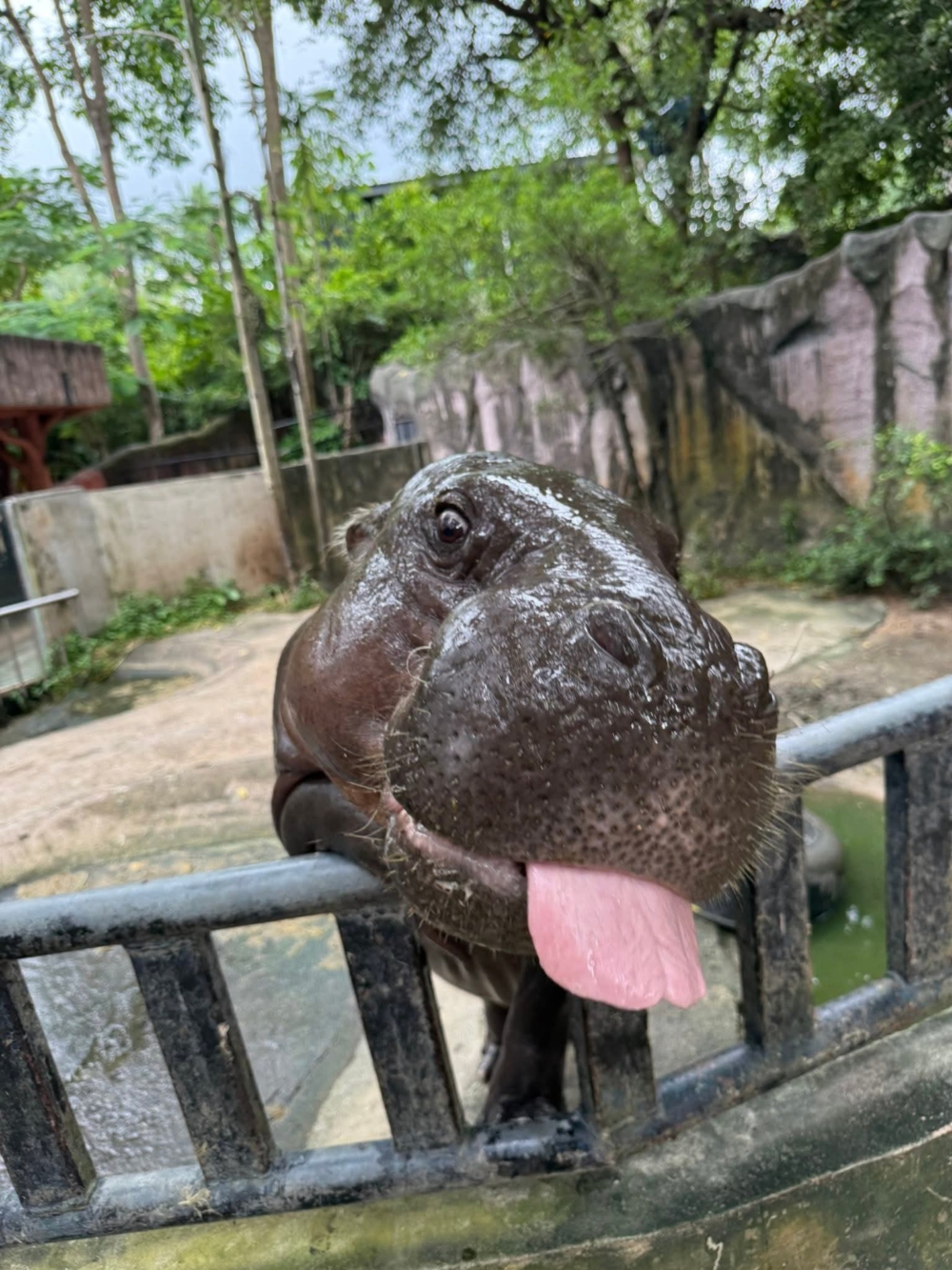 在泰國人氣爆棚、擁有全球粉絲的小河馬「彈跳豬 Moo Deng」，剛滿一歲啦！