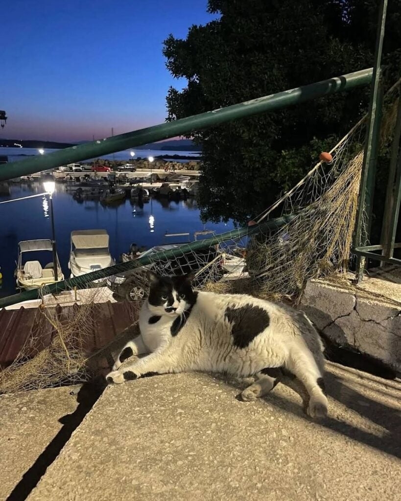 儘管至今無人能說出這隻貓的身世背景，但牠已成功在干尼亞的觀光地圖上打下一片天！