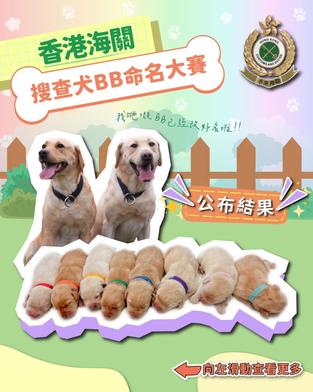 首字母定為「CHAMPION」，是希望這些毛孩子能夠擁有自信無畏的性格，將來成長為海關的得力助手，每一隻都堪稱冠軍搜查犬。