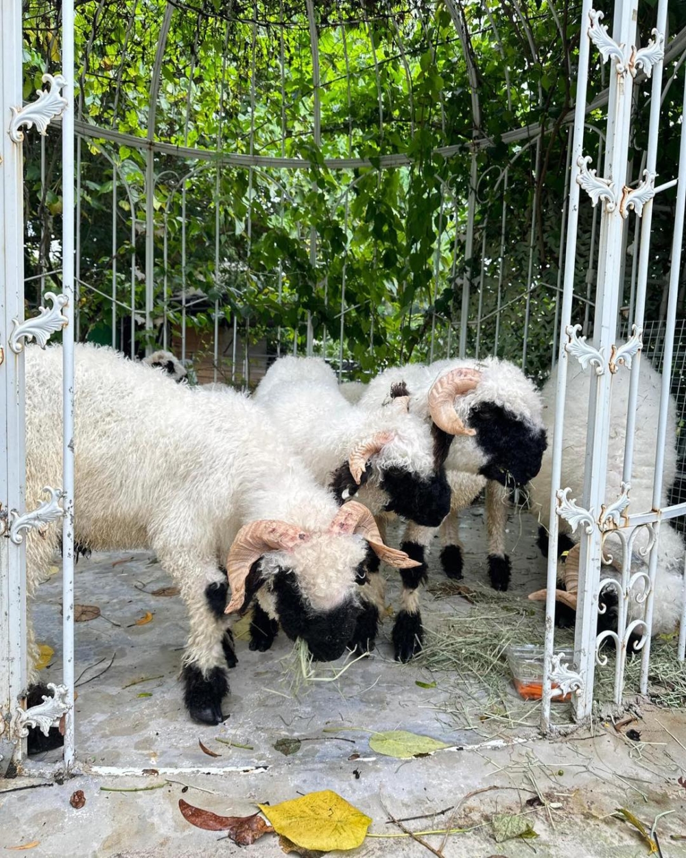 黑白毛色好可愛！