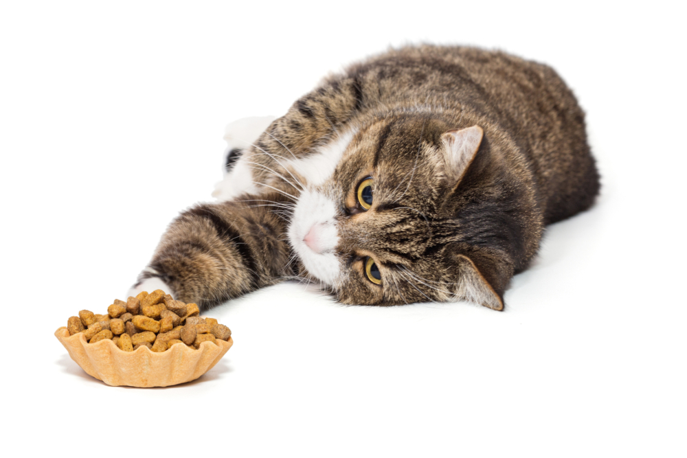 當發現貓咪突然對食物失去興趣、食慾不振時，飼主首先要冷靜觀察並找出可能的原因。