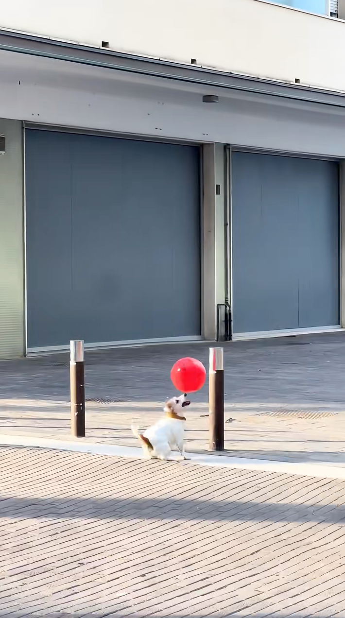 看狗狗的笑容多燦爛就知道牠很開心啦～