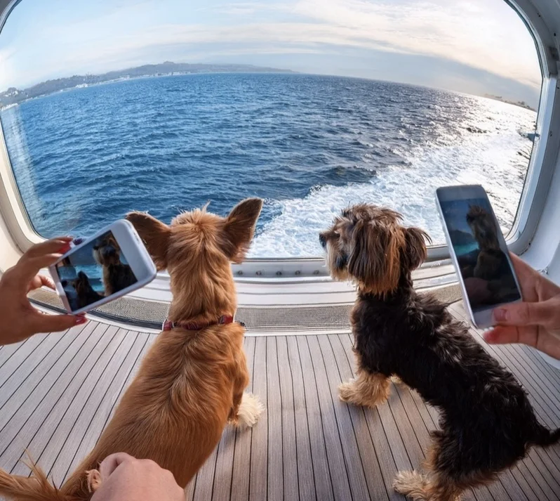 帶毛孩一起坐郵輪，想想都興奮！