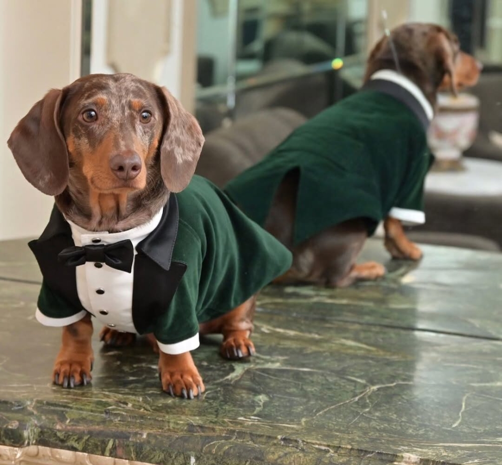 狗狗不再是寵物！紐約法官裁定狗為直系親屬　動保團體讚歷史性突破