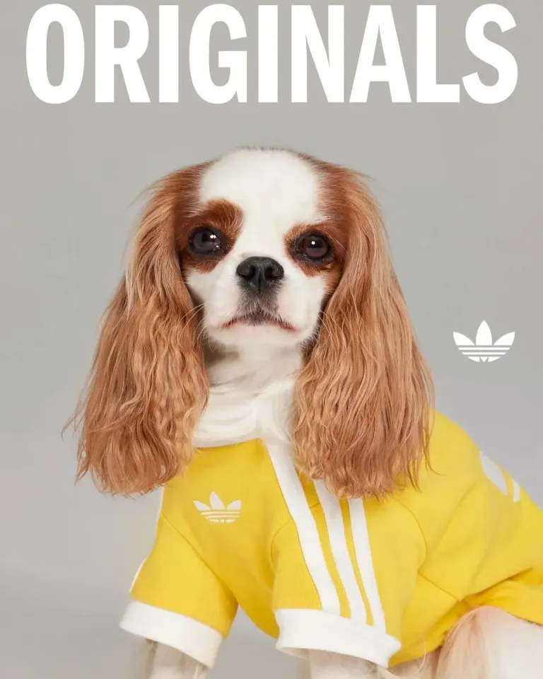 多樣尺寸適用不同犬貓。