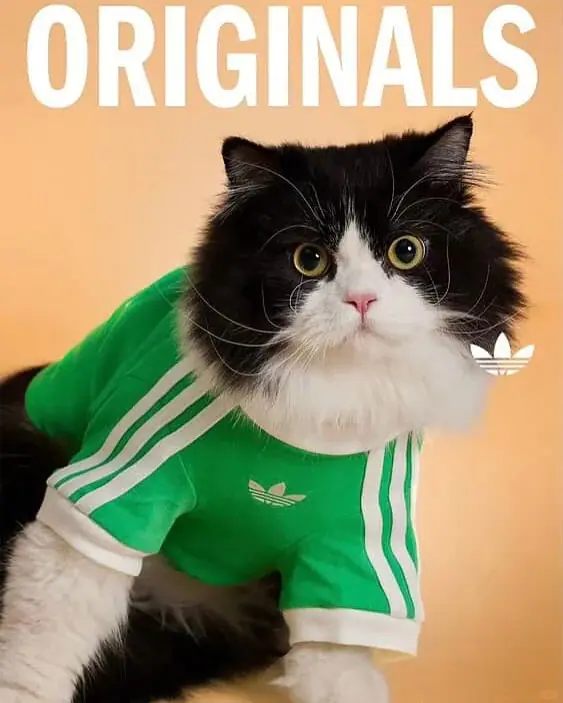 整套服飾採用100%純棉針織布料製成，質地柔軟親膚，讓毛小孩穿著舒適。