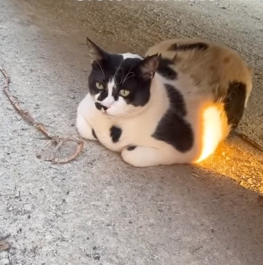 胖大將軍經常被拍到蜷縮在車底或貨櫃陰影處，對遊客的親近表現出一種「高冷式不屑」。