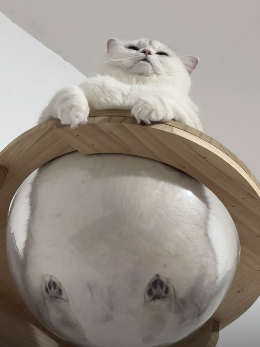 貓咪你該減肥啦！