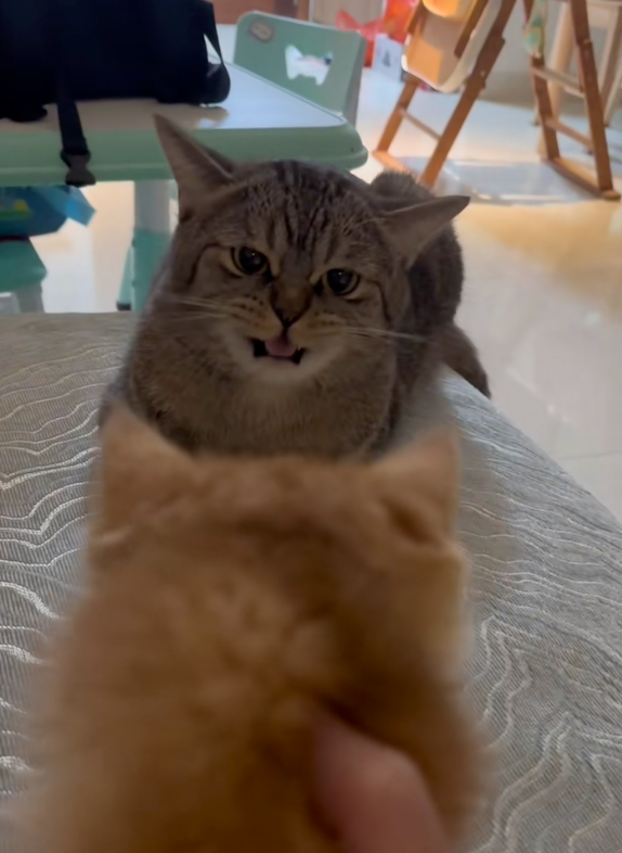 貓咪開口念出新朋友的名字！