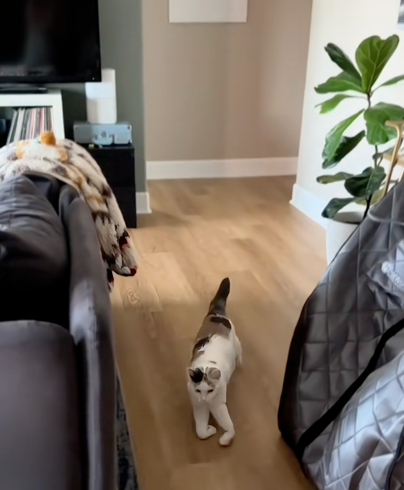 「走」起來比其他貓咪還要快！