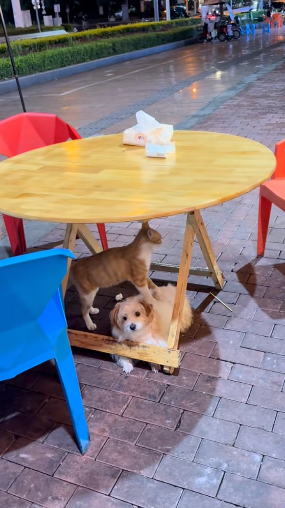 狗狗看起來在被迫接受喵喵「搥背服務」～