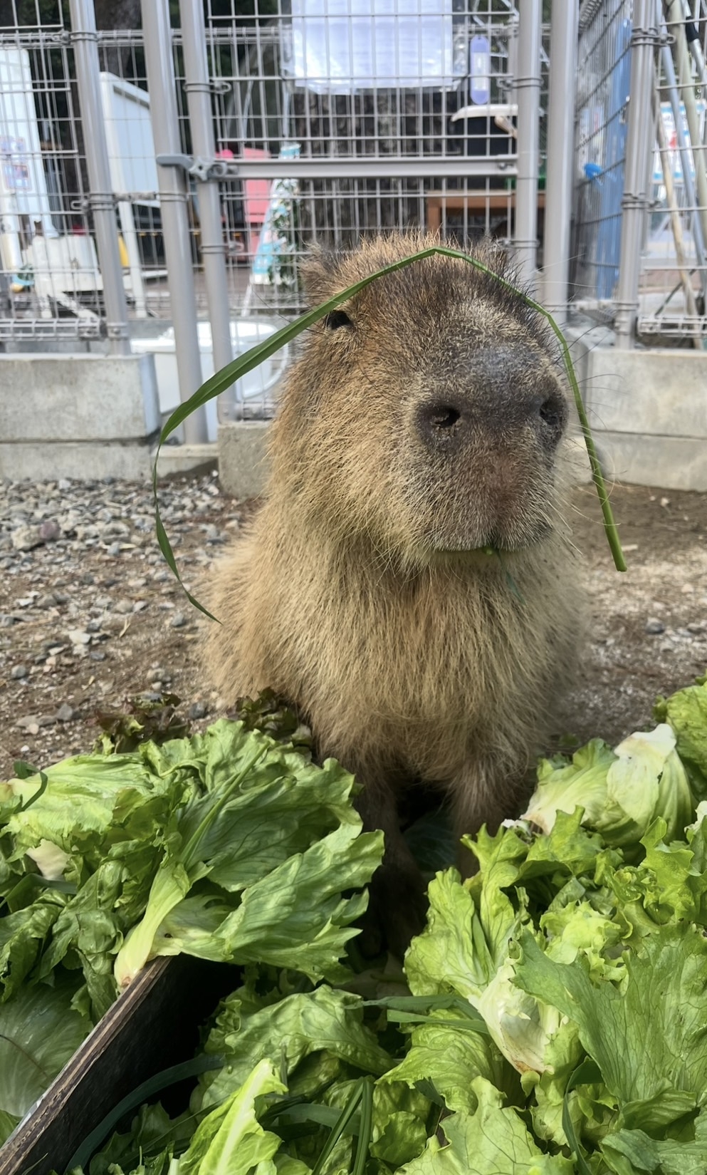 情緒超級穩定的水豚~