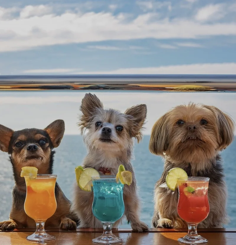 7天6夜的夢幻之旅！