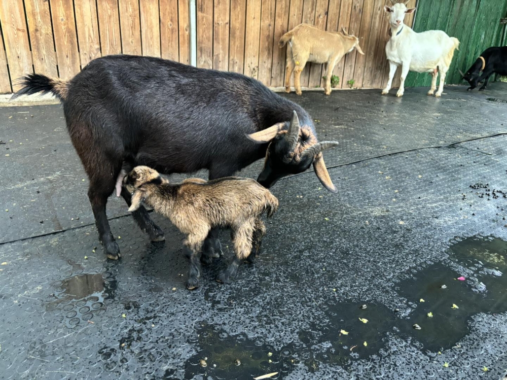 多樣化的動物飼養群落。