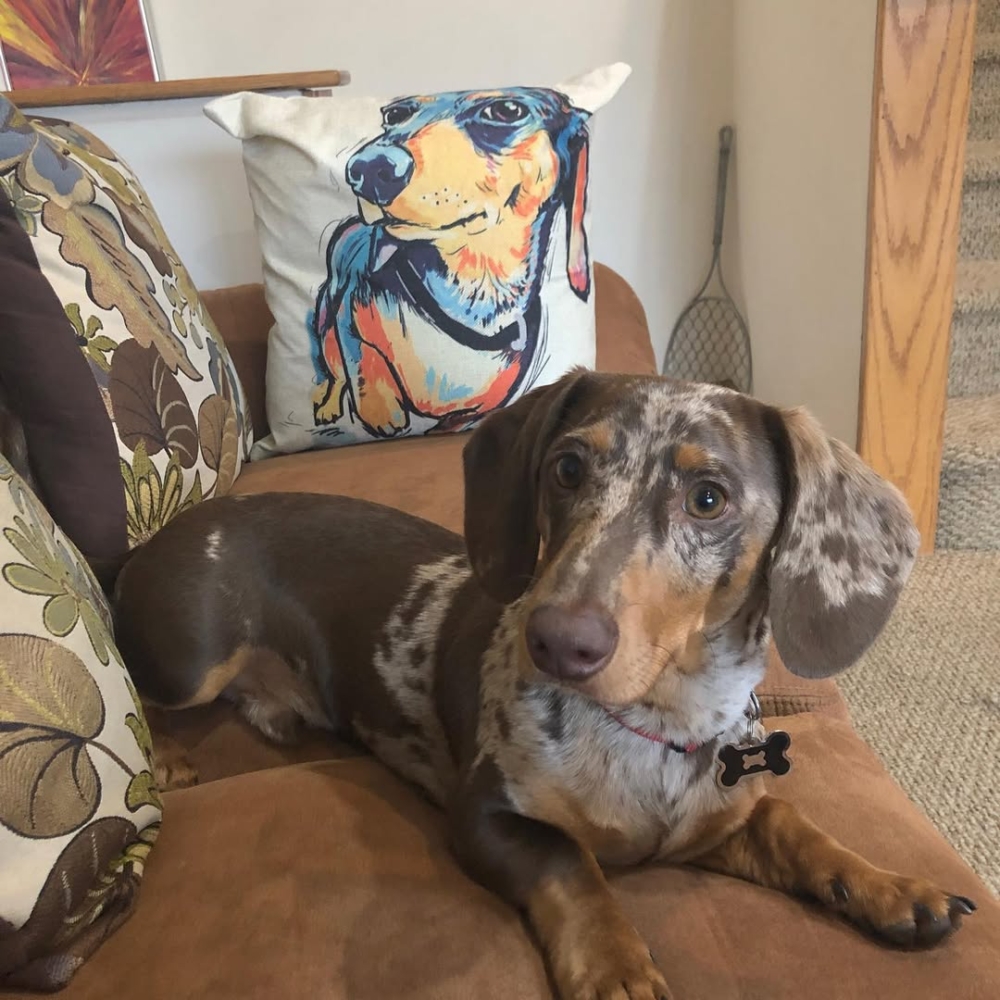 法官裁定內容：狗可視為「直系親屬」。