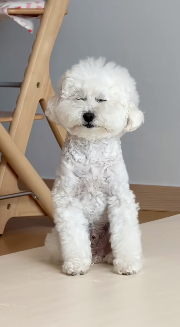 狗狗：不敢睜開眼希望是我的幻覺～😴