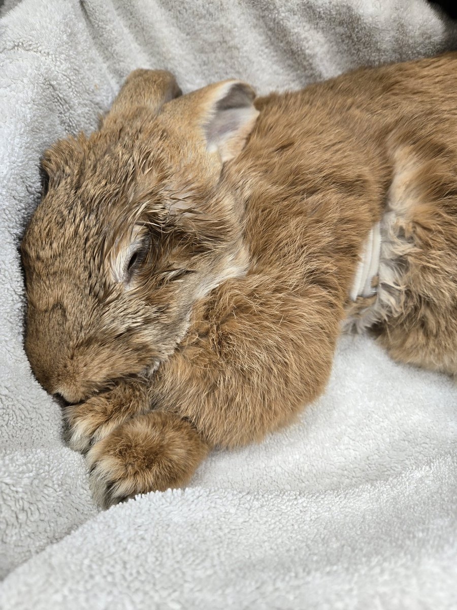 Alex去彩虹橋了🥹