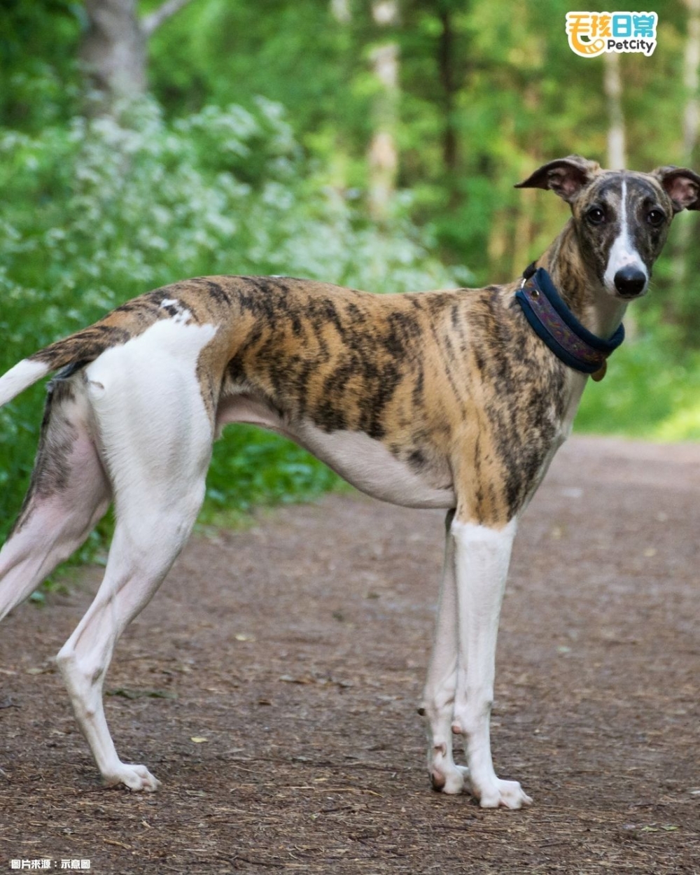 狗狗放屁原因：不只是體型，飲食才是關鍵～