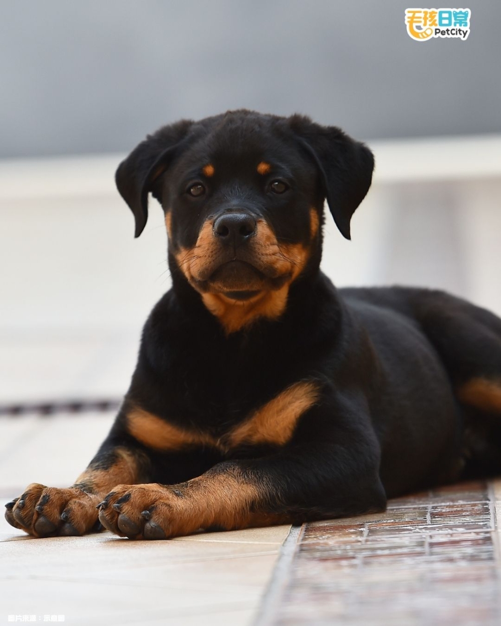 最常放屁狗狗！