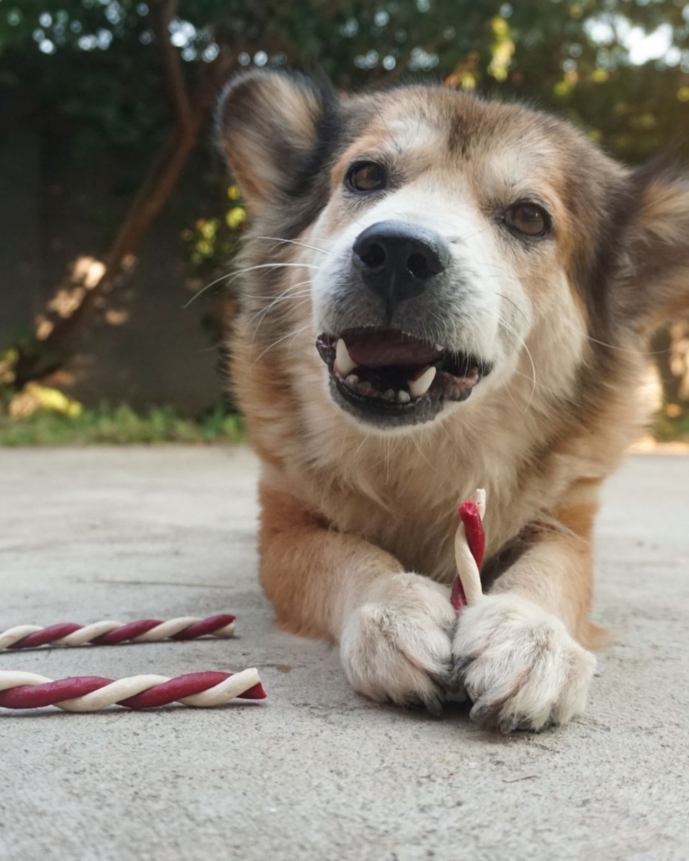 狗狗吃太多零食會變得挑剔喔~